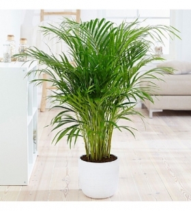 Areca Bitkisi