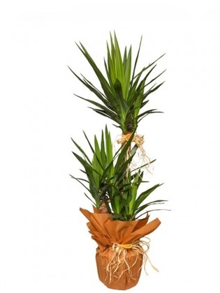 3 lü Yucca Çiçeği